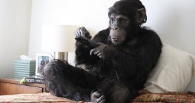 Primate Cinema: Apes as Family