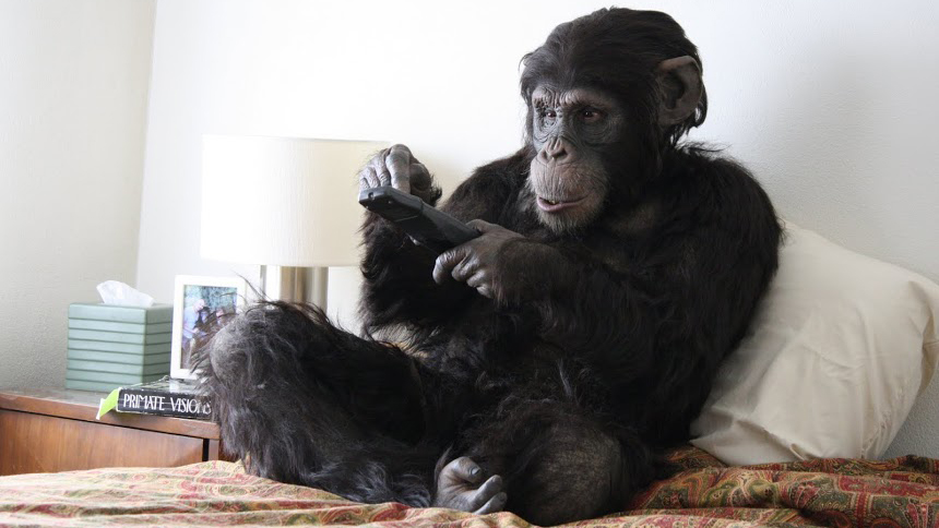 Primate Cinema: Apes as Family